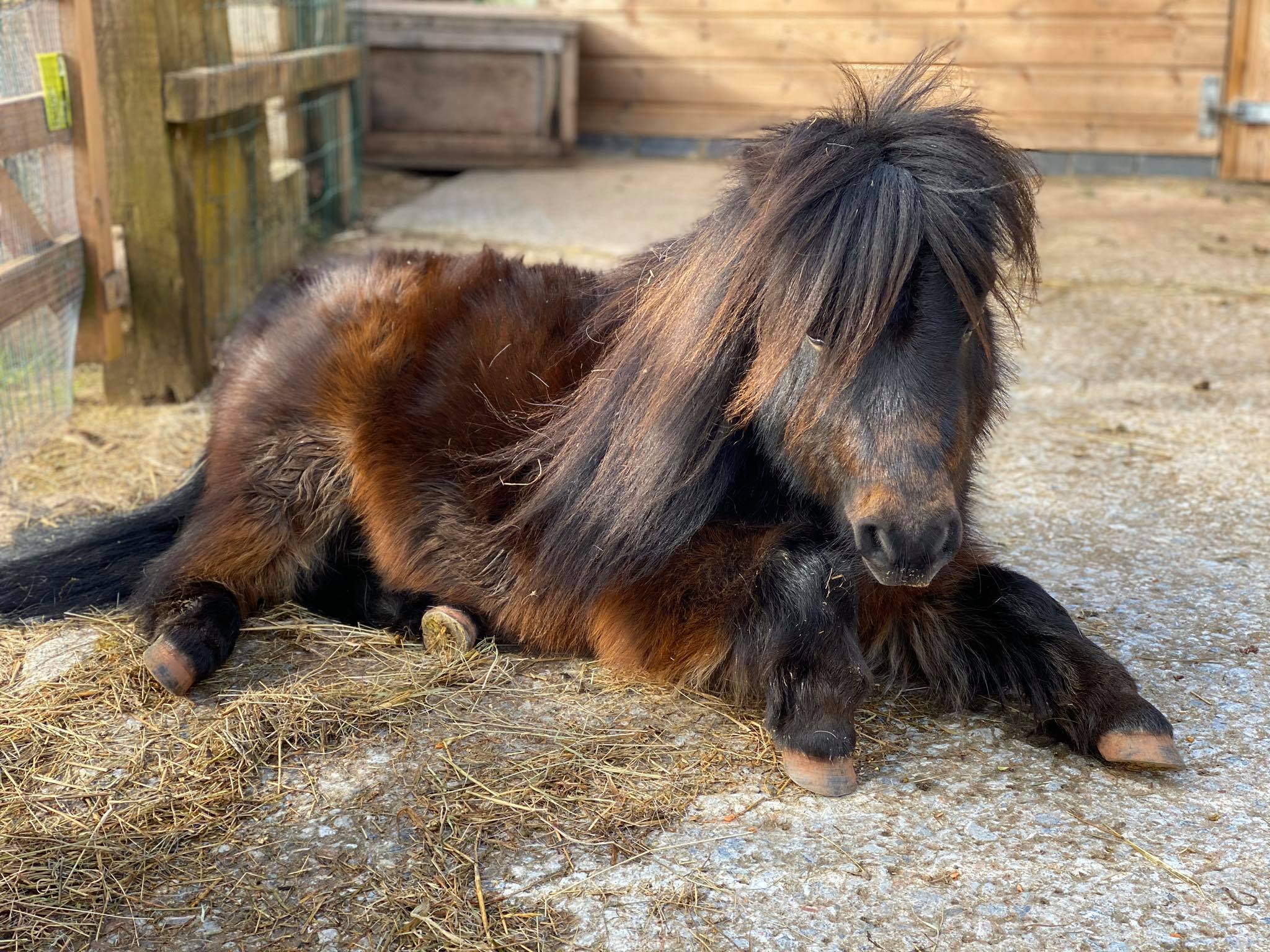 Patrick the Pony will be VIP guest at Torquay town centre Nativity