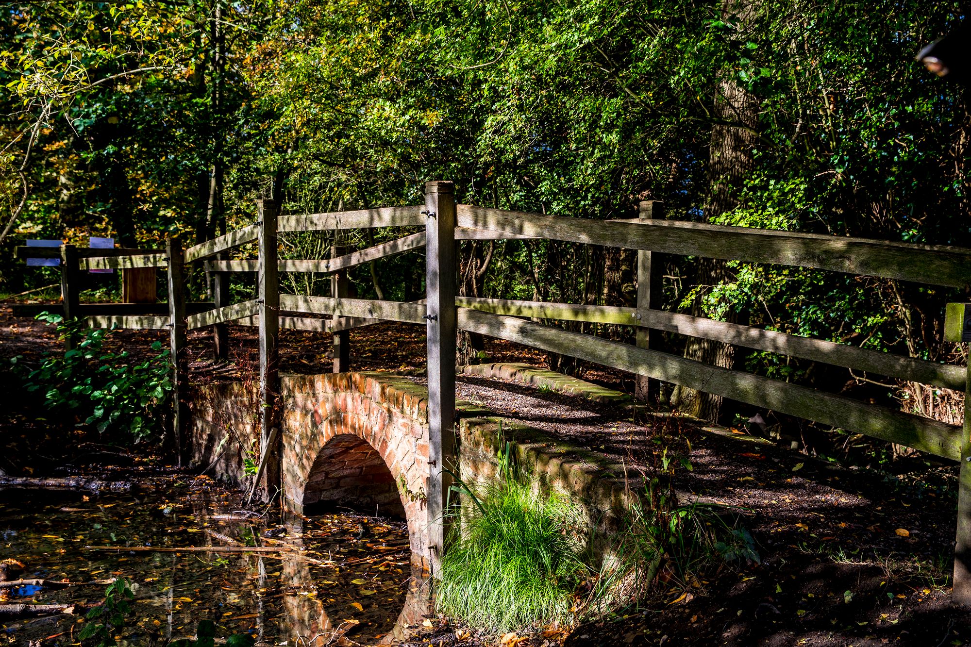 Essex Forest Initiative takes root at Weald Country Park