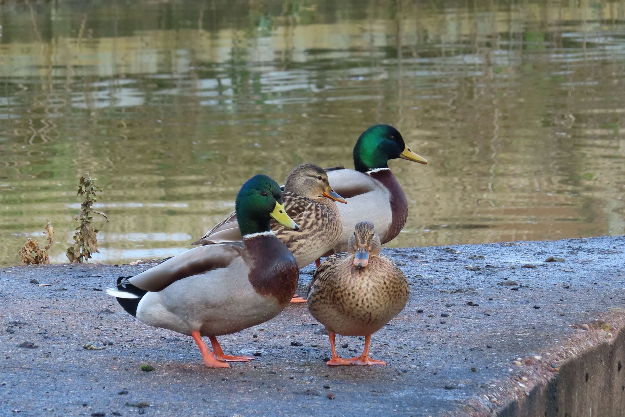 Scene by You: Christmas and nature on display in Crewe