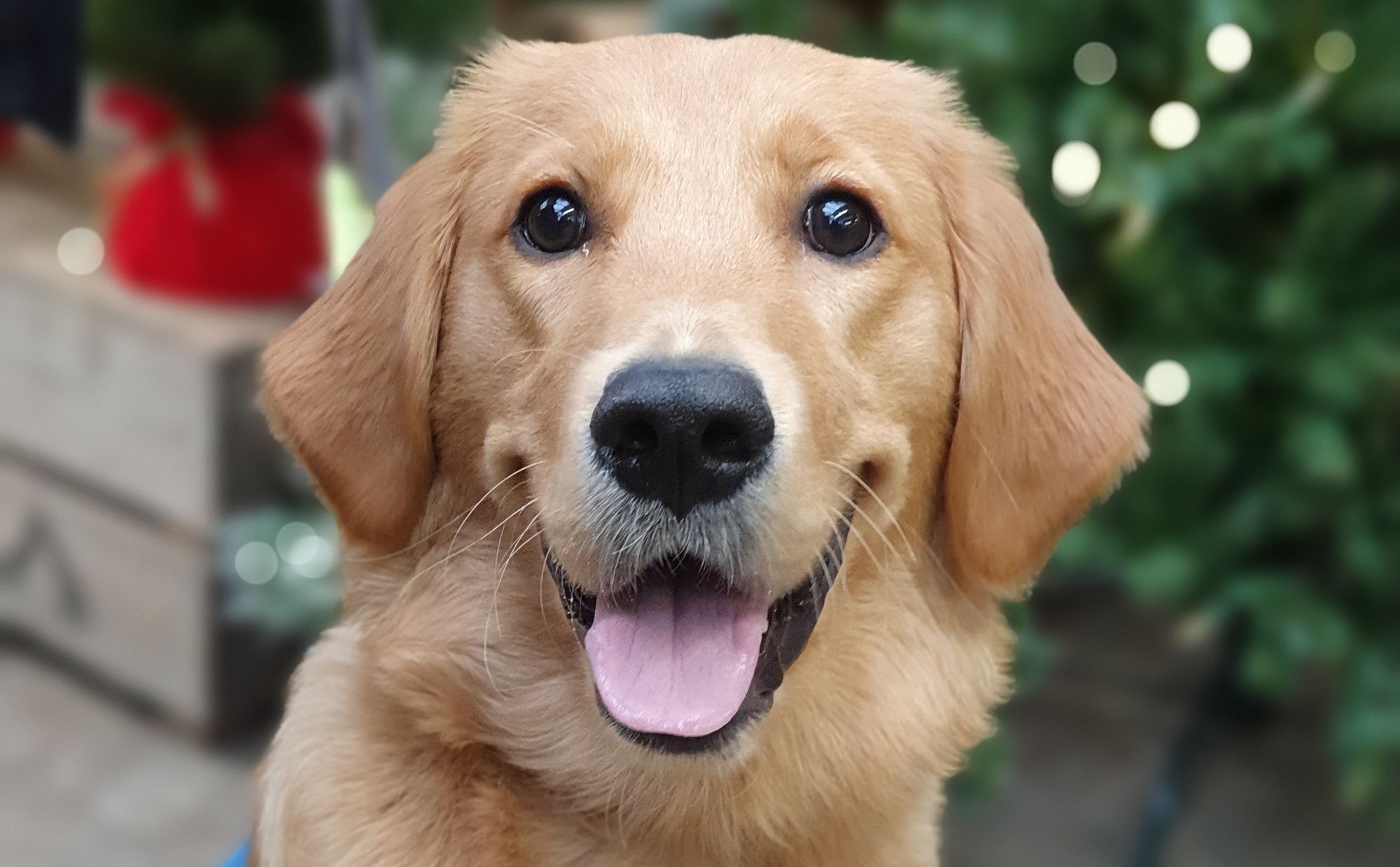 Aldershot, Farnborough and Fleet fundraisers support Guide Dogs Christmas Appeal