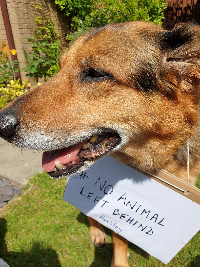 Freshfields Animal Rescue launches its Christmas appeal
