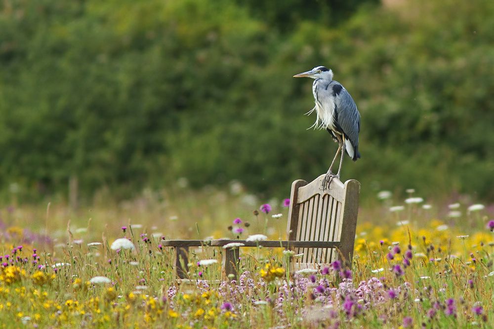 Adopt a plot of a wildflower meadow to support Hampshire bird of prey charity