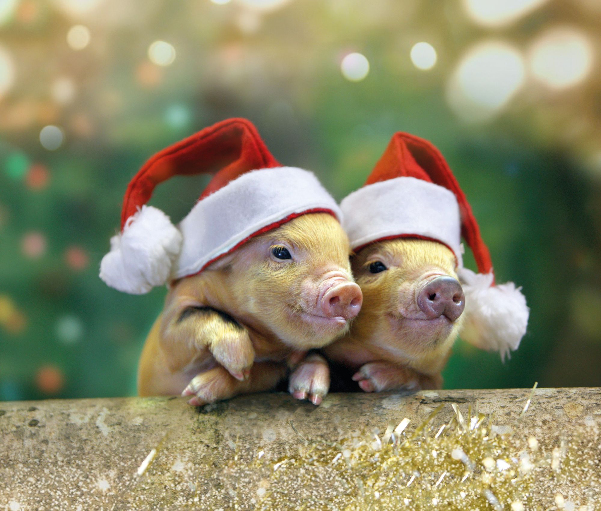 Where to find the Christmas magic around Devon this year