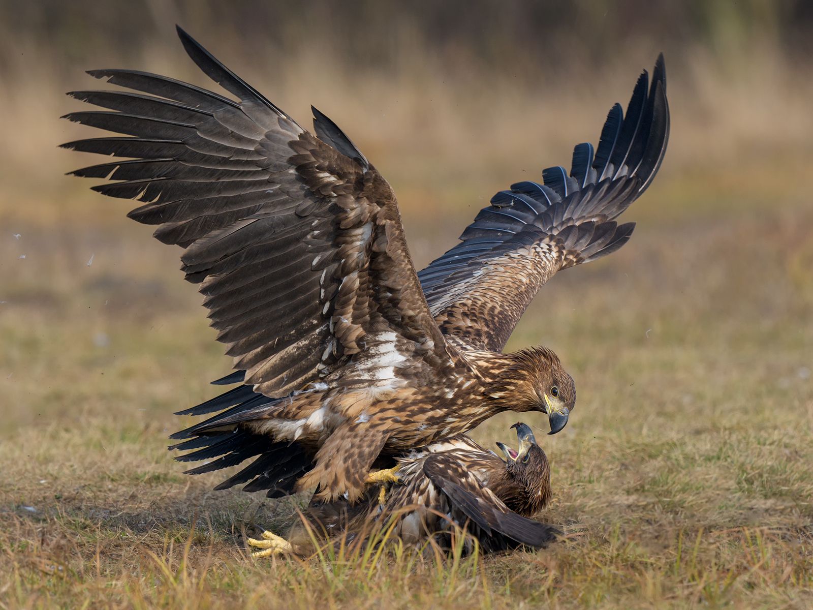 Eagle-eyed snap sees Macclesfield Camera Club take flight