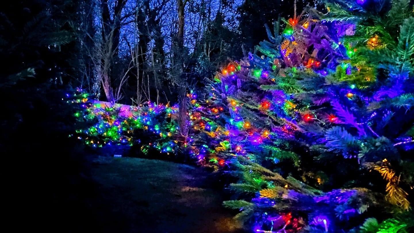 Chorley hospice spreads Christmas joy with 'enchanted forest'
