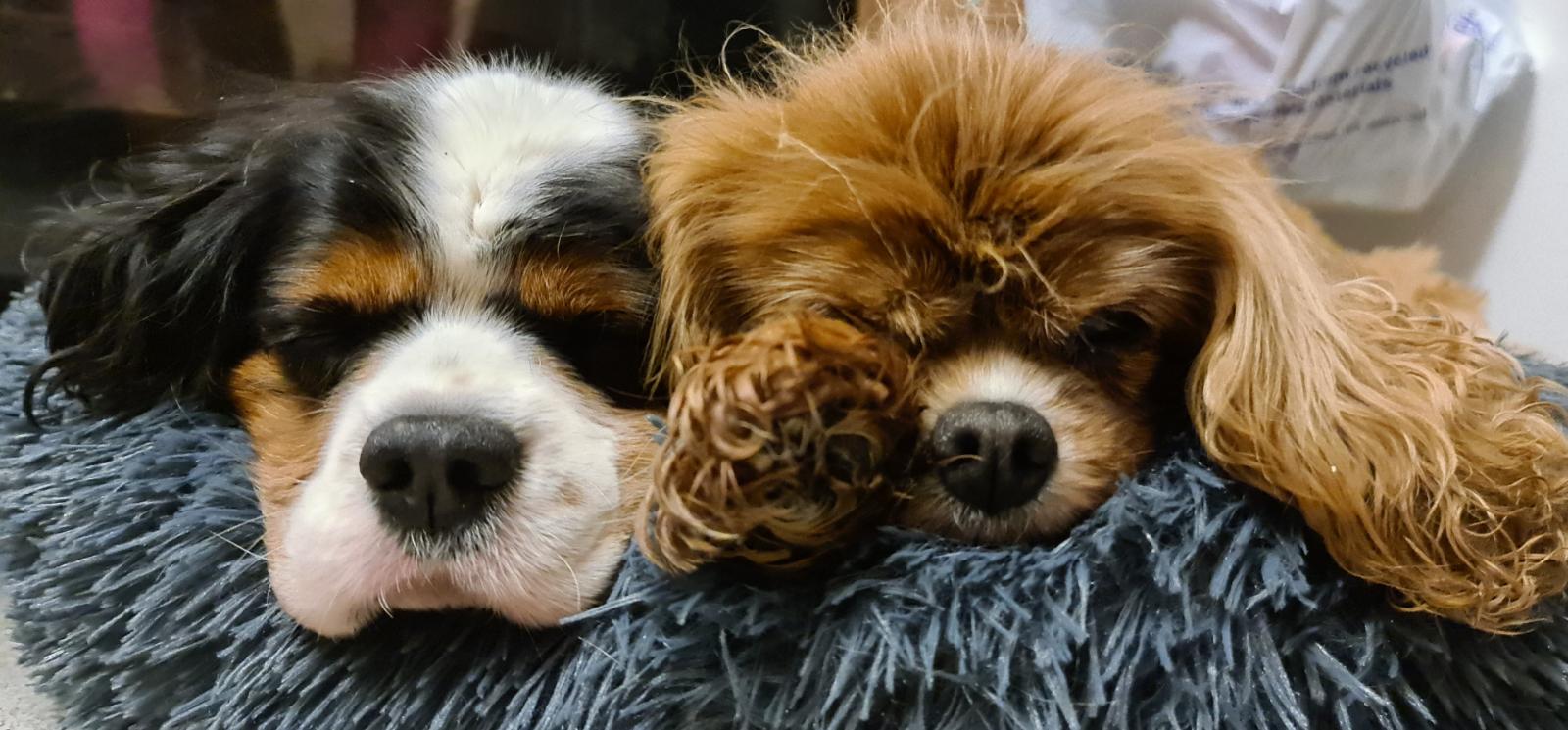 Legal initiative raises more than £1,500 for local dog charity