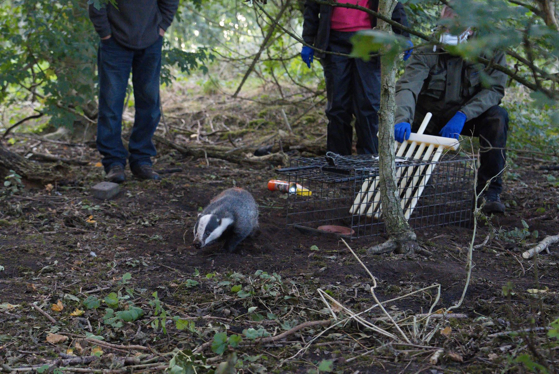 Badger vaccination programme backed by Cheshire East Council