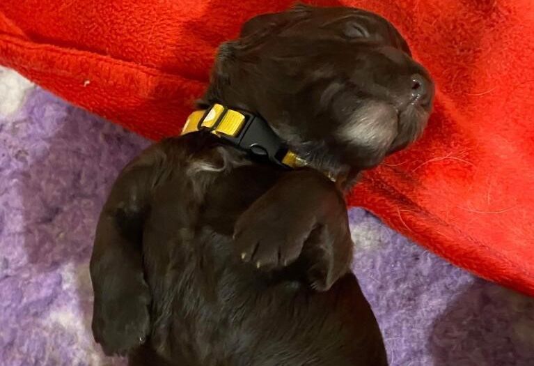 Police reveal the latest face to join efforts to keep Widnes and Runcorn safe - and it's adorable
