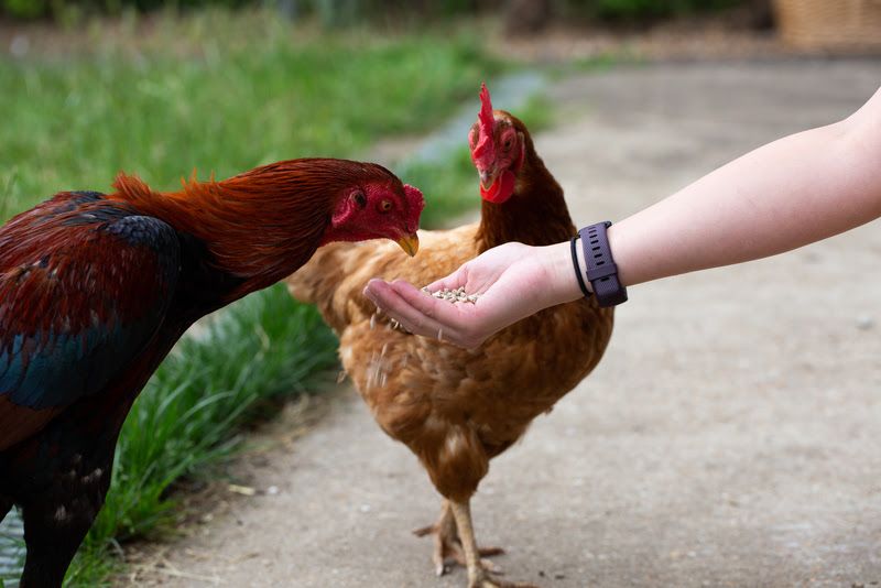 Bird flu restriction signs placed near Melton Mowbray to warn drivers