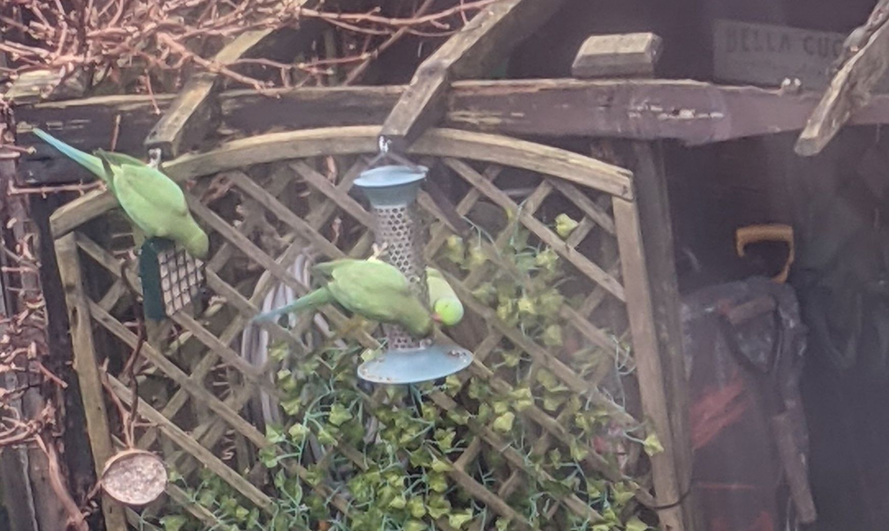 Wild parrots spotted in Runcorn