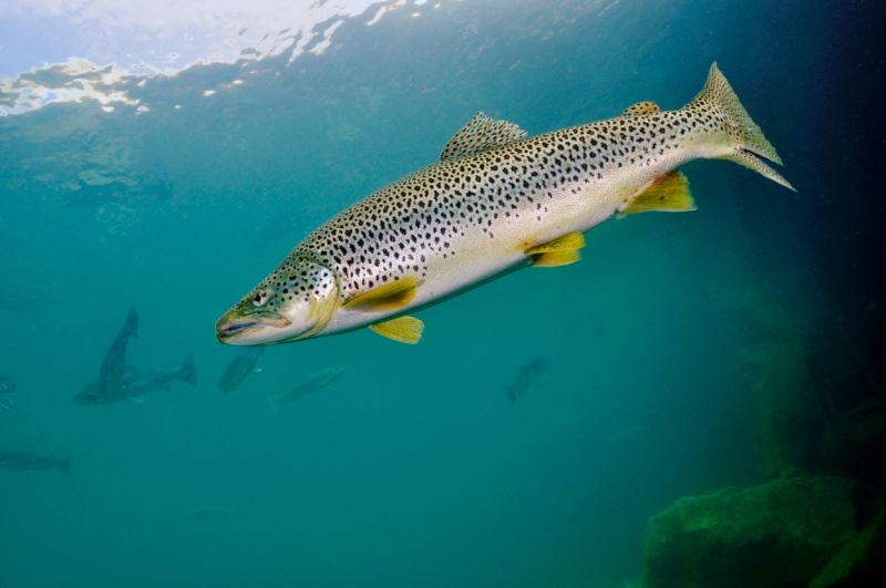 River restoration tempts trout upstream