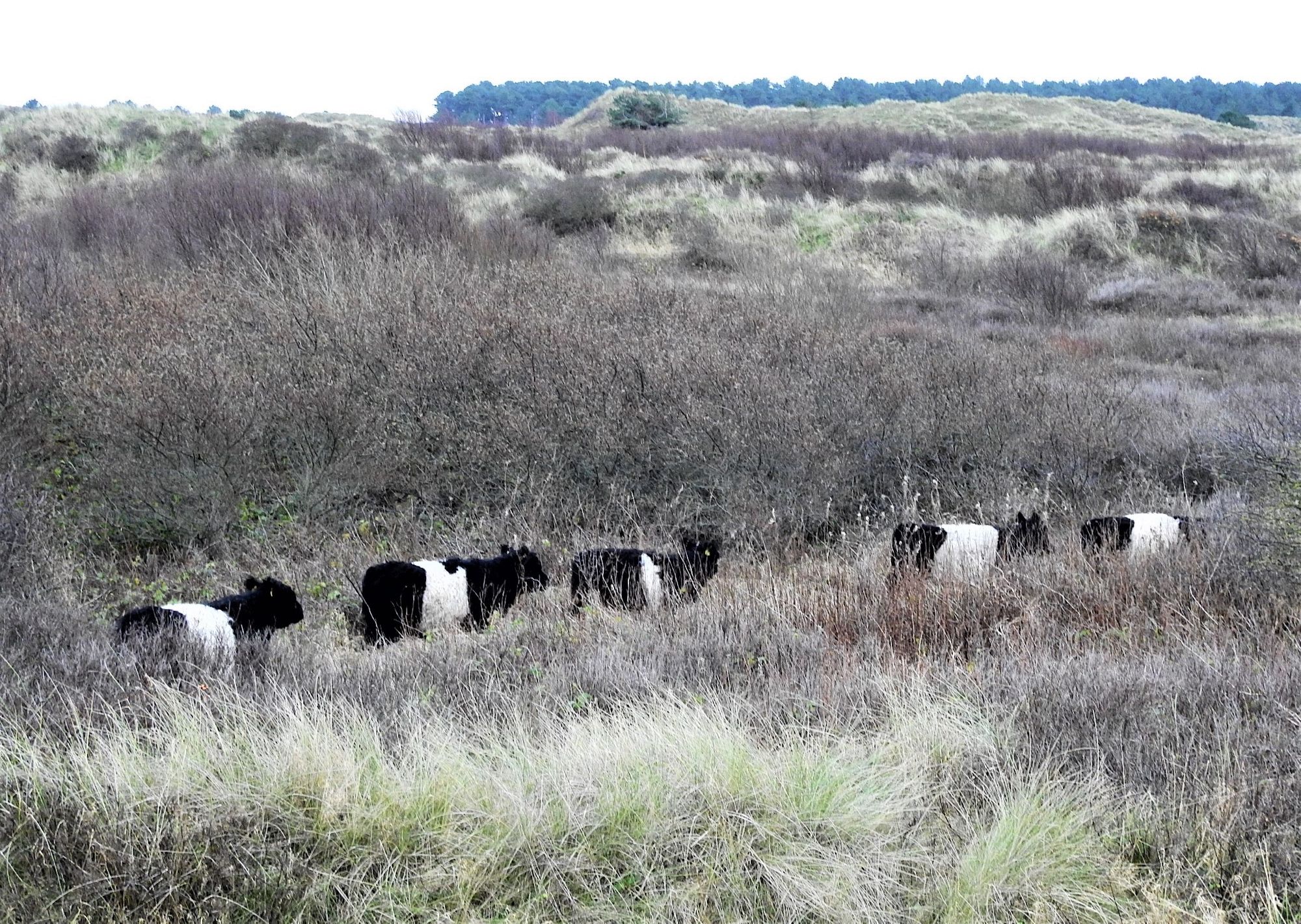 Sefton Coast column: Grazing cattle return to the coast