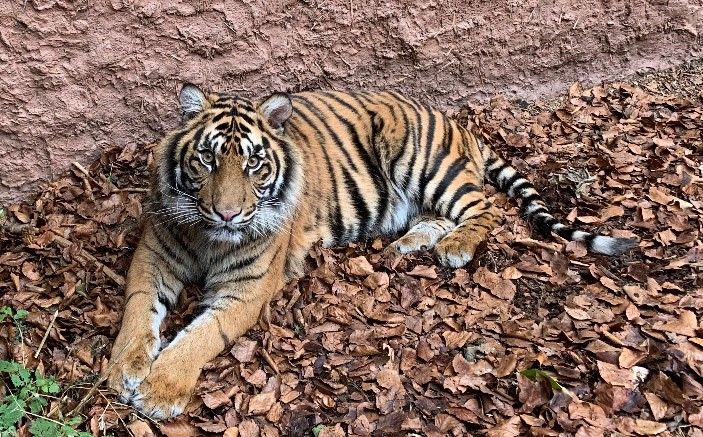 New tigers are coming to Paignton Zoo this week