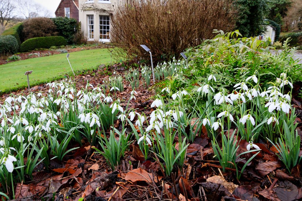 New additions announced for Snowdrop Festival in Dartmoor