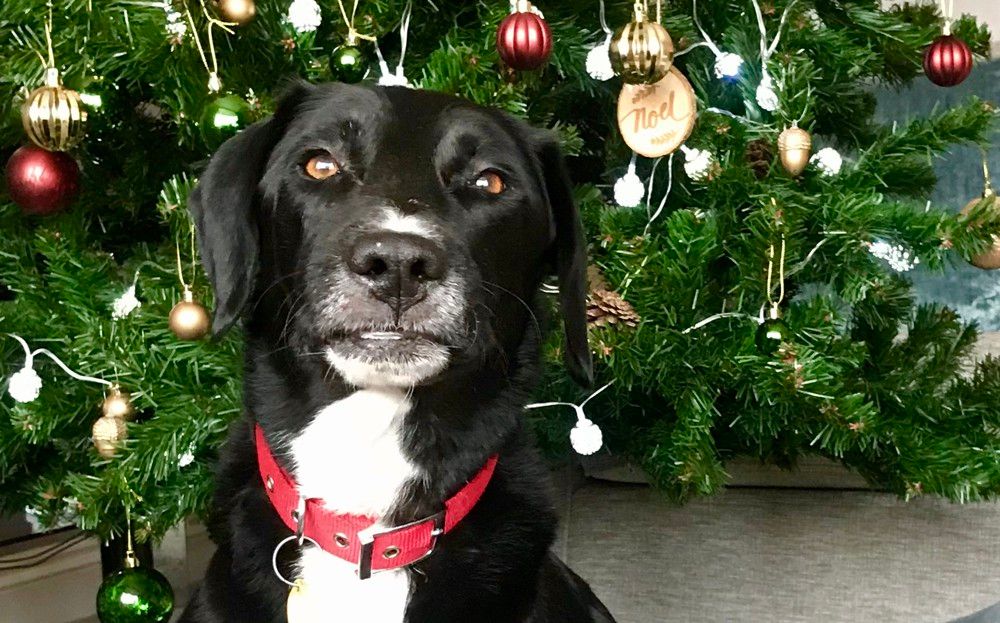 Rescue dog from Canterbury finds forever home during lockdown
