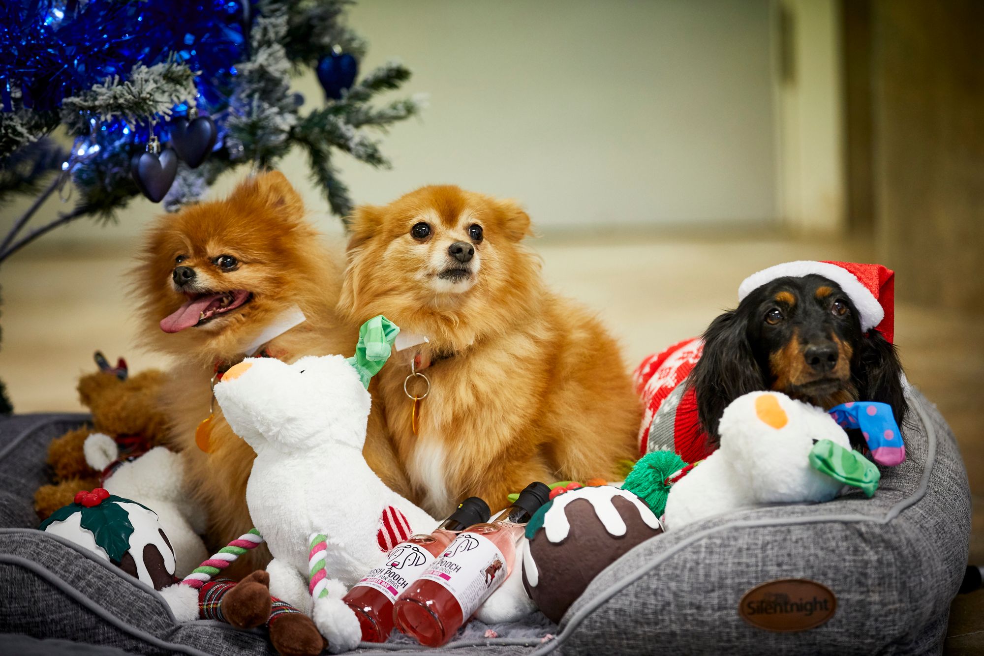 Manchester and Cheshire dogs home hosts paw-fect sleepover
