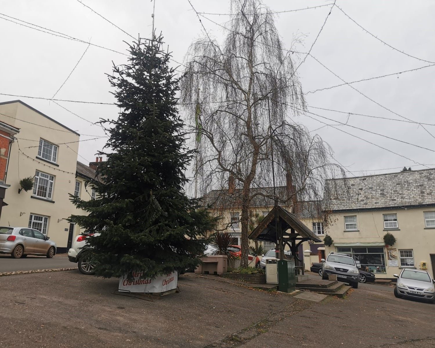 Uffculme's Silver birch saved from the axe after hundreds sign petition