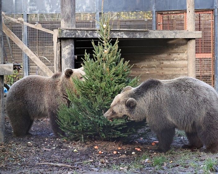 Wildwood Escot prepares to welcome first ever bear cubs