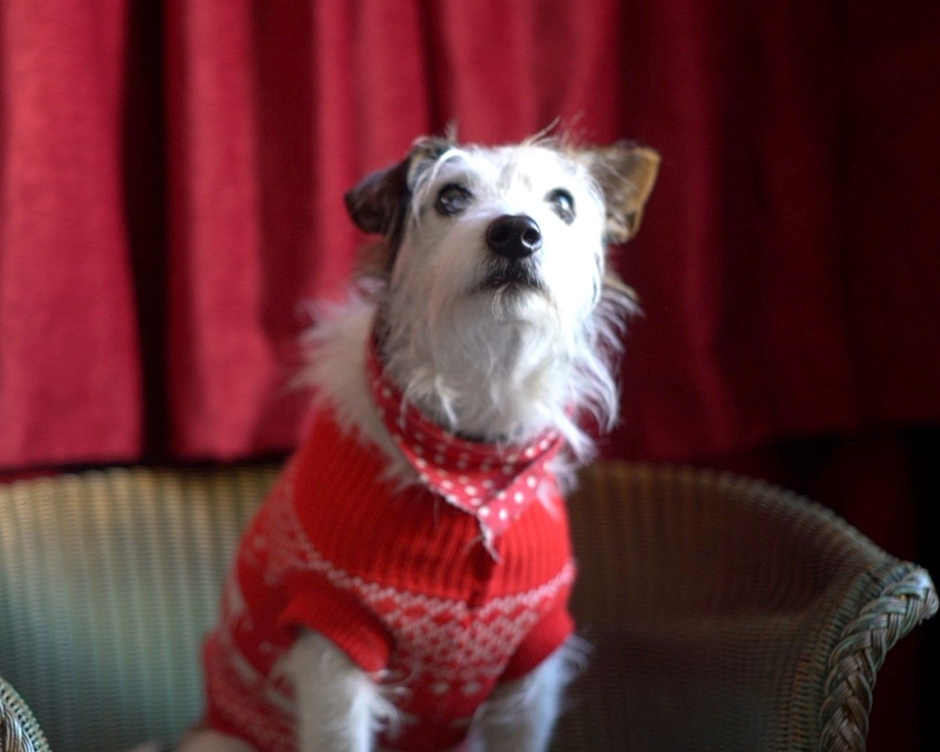Small dog produces Christmas hit for Ashburton
