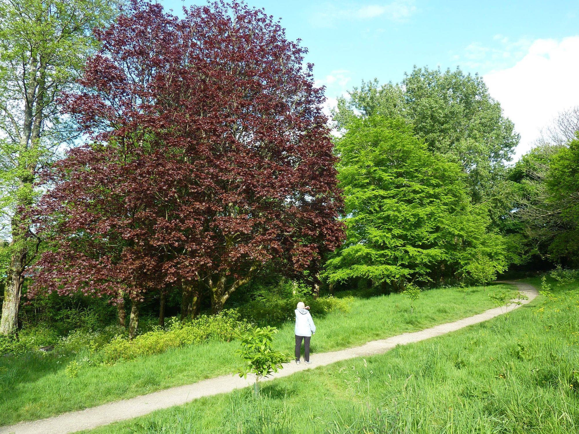 Falmouth residents fight to keep cyclists out of woodland park