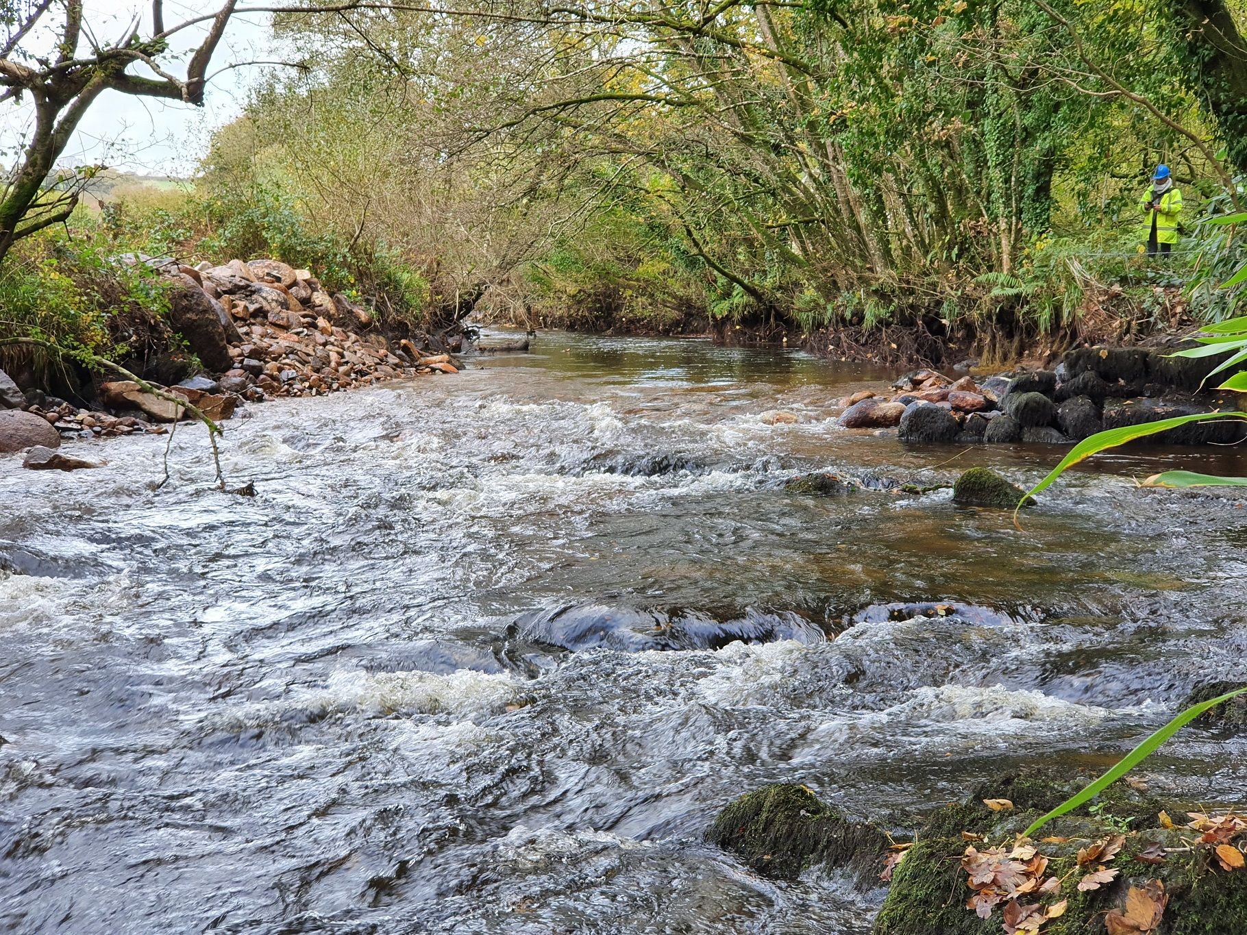 Wildlife at Cornwall's River Camel is given a boost