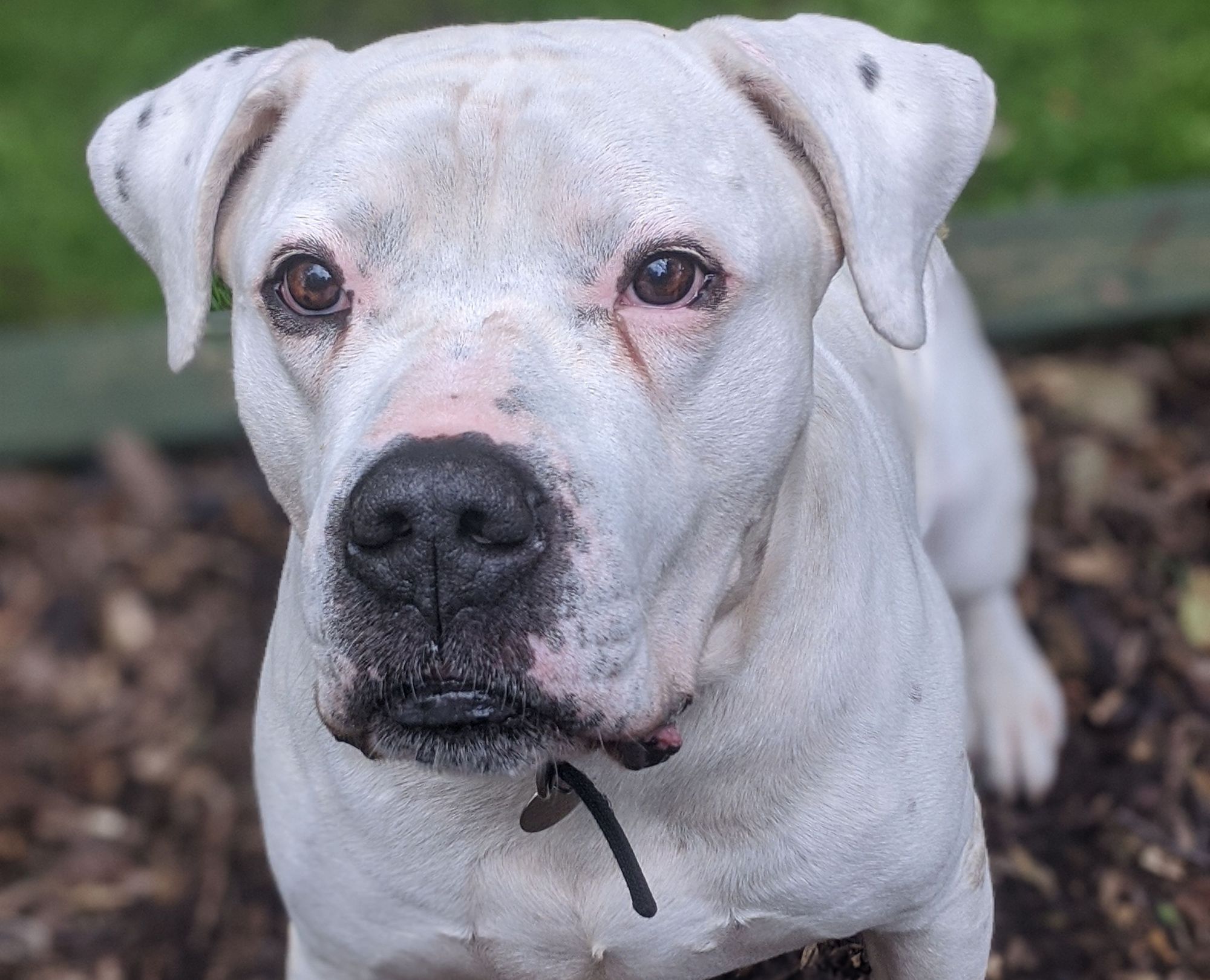 RSPCA column: Meet and greets with potential dog adopters can now go ahead by appointment