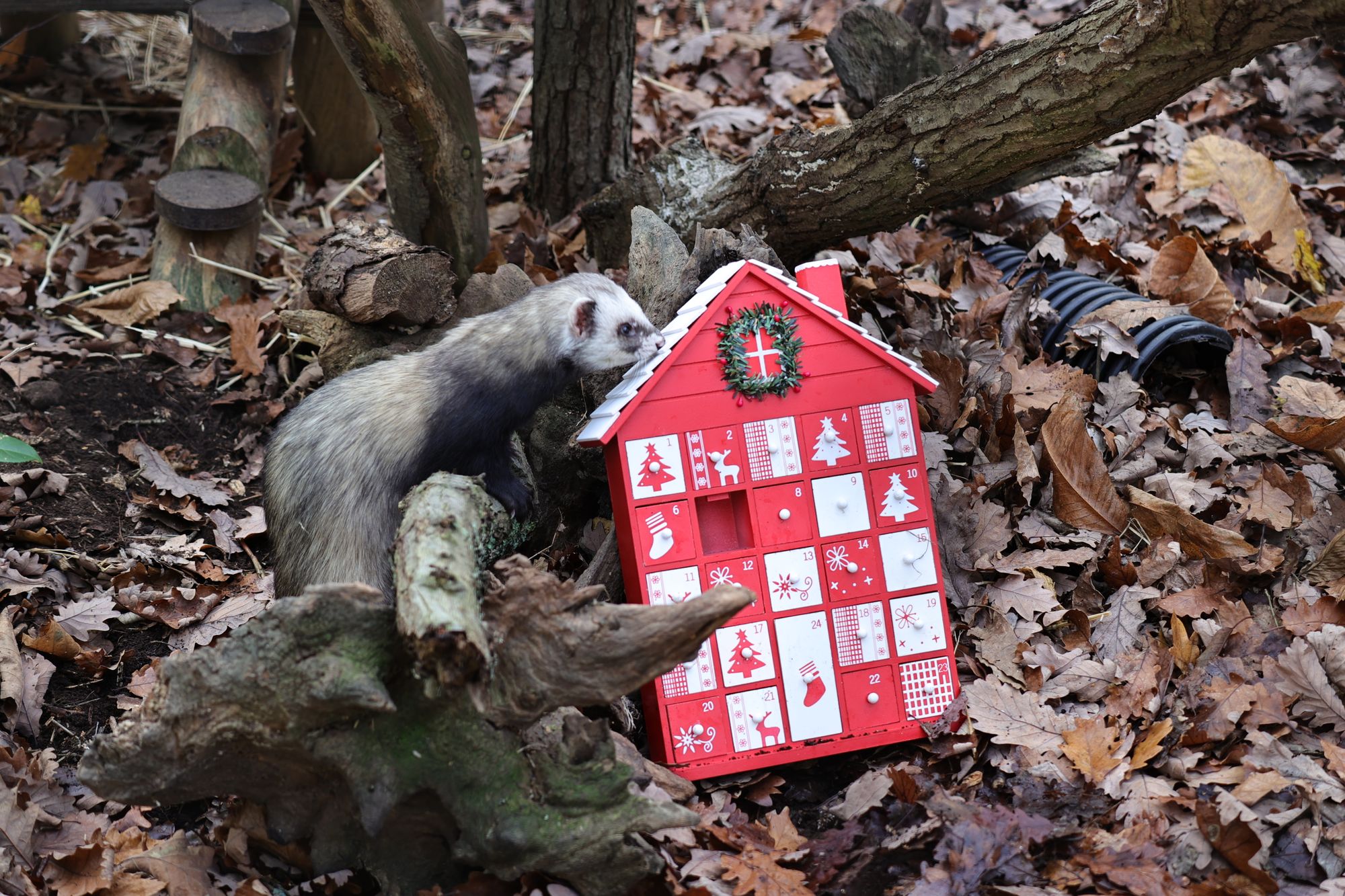 Kent wildlife animals get ready for Christmas