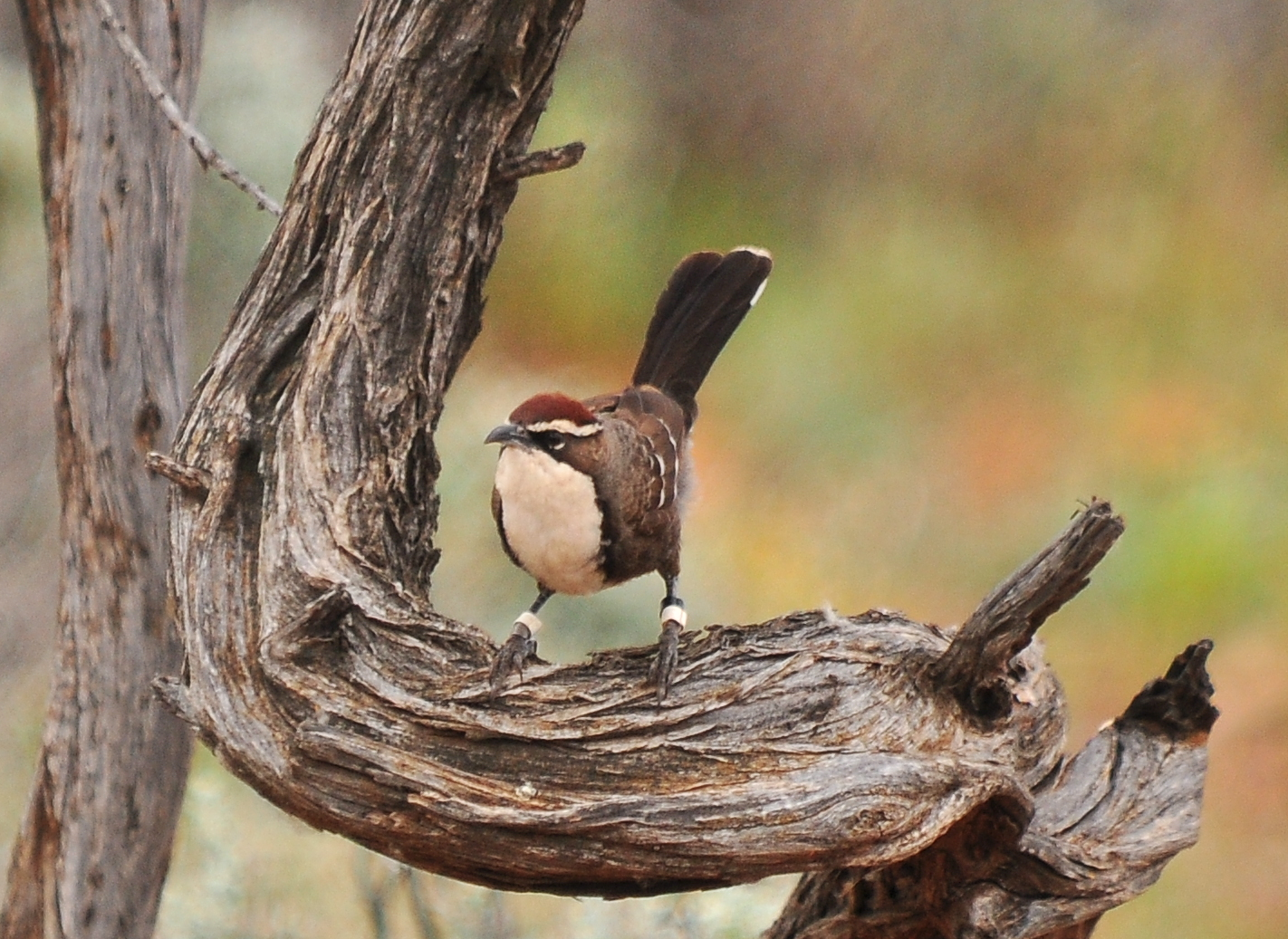 Birds make wrong climate change evolution change scientists find