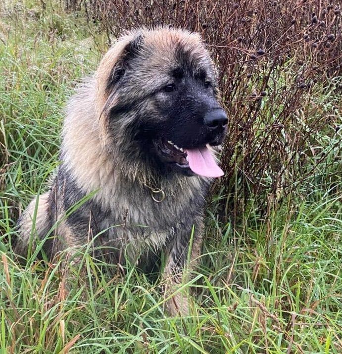 Dog snatchers strike Sevenoaks stealing four in a day