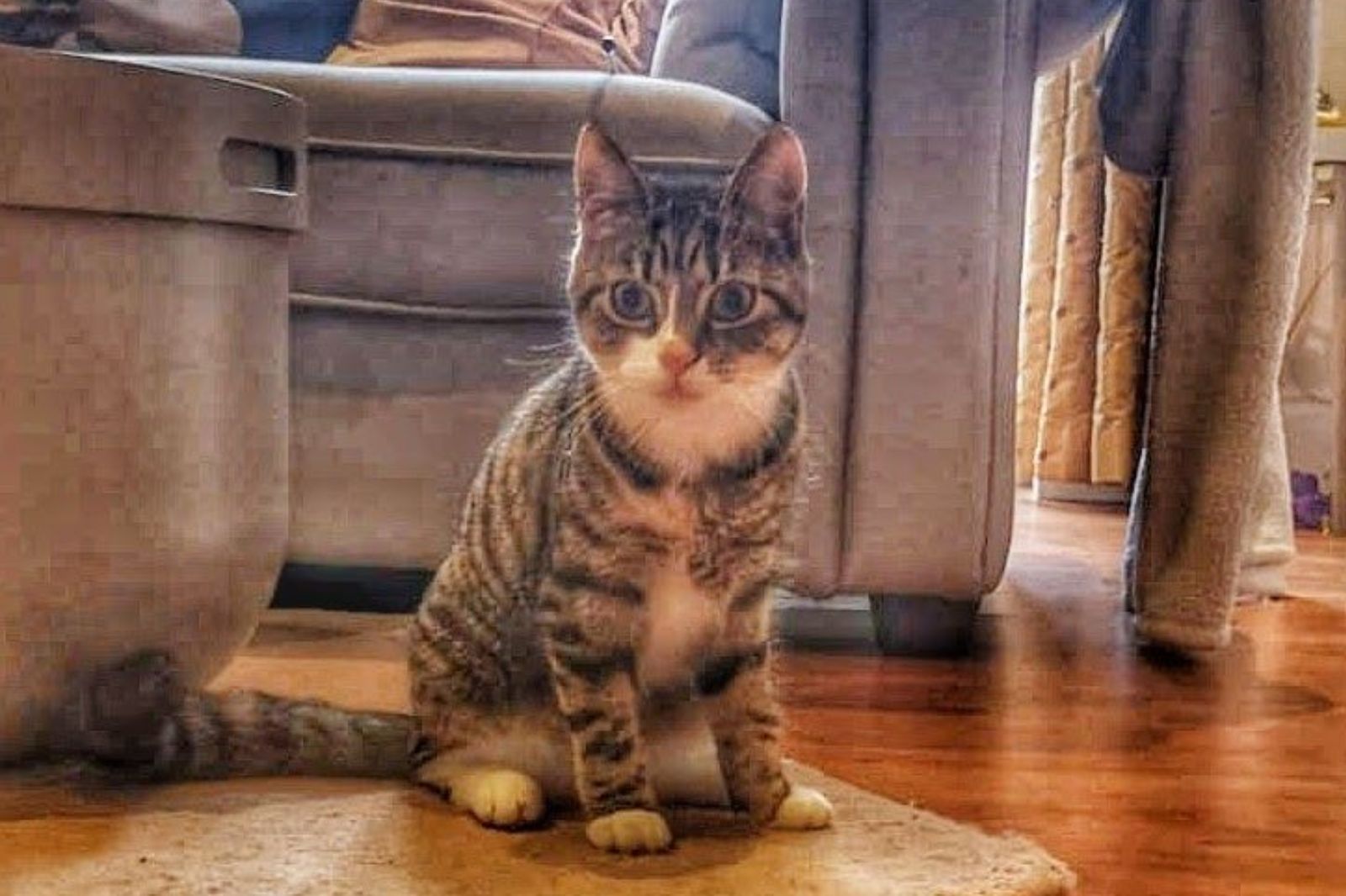 Bath man jailed after violently attacking a kitten