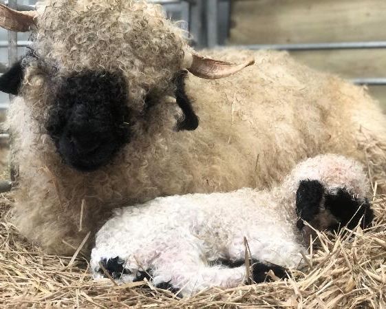 Holly is a baa-rilliant addition to the Robinson flock