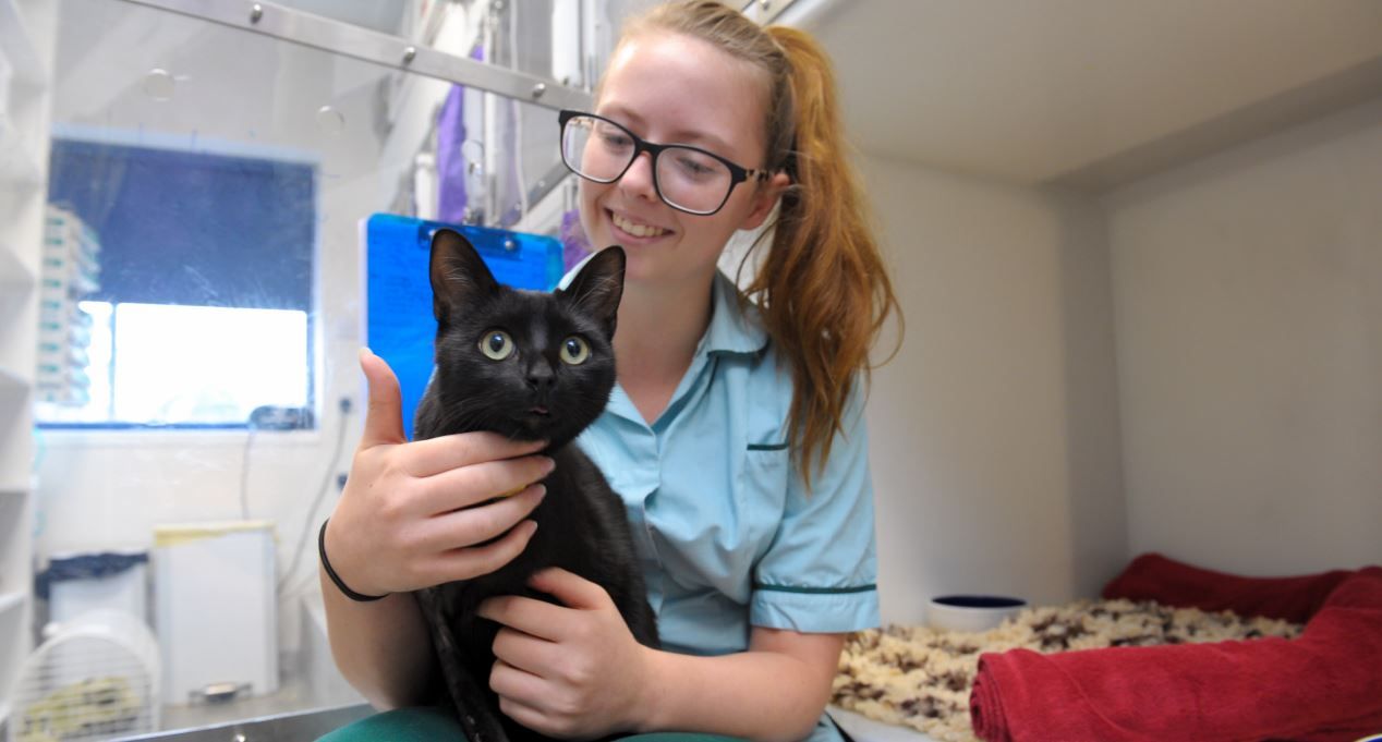 Swindon vets giving cats the gold-star treatment