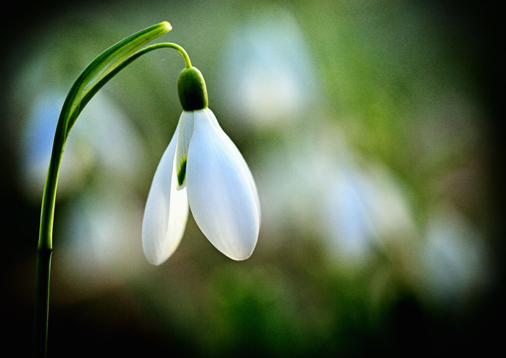 Festival organisers set snowdrop challenge to people of Shepton Mallet