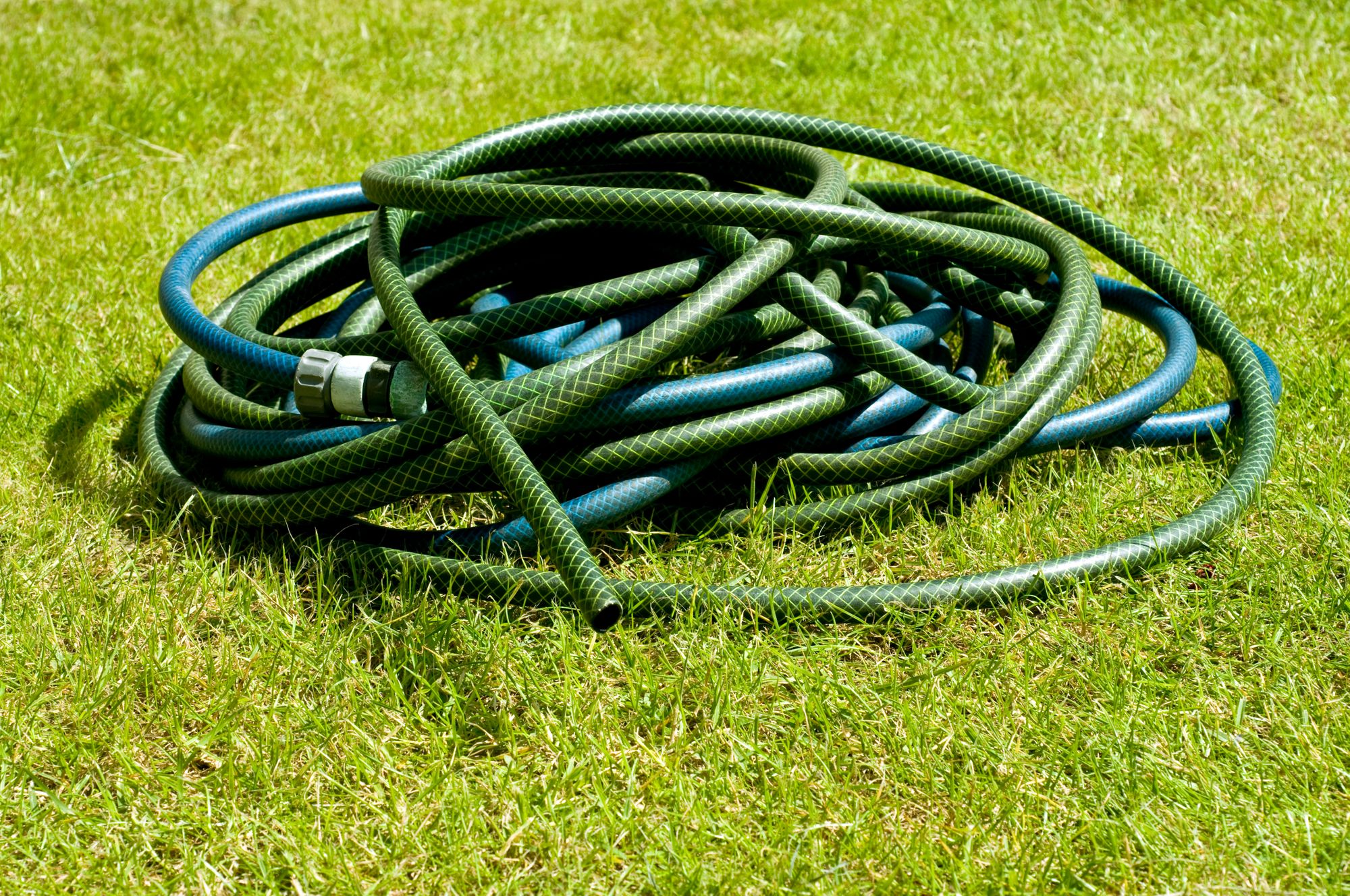 RSPCA West Hatch seal appeal for hose pipe help