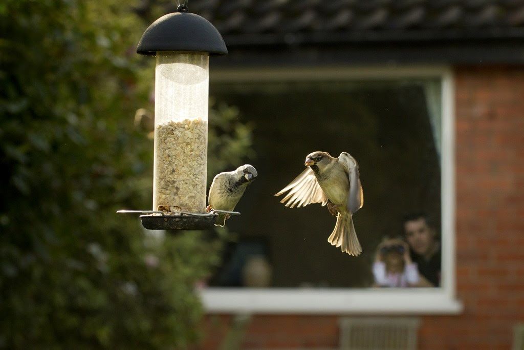What will you see in Essex during the RSPB's Big Garden Birdwatch?