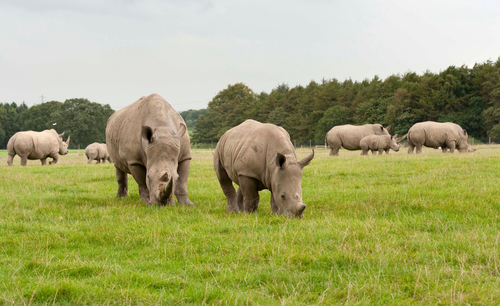 Knowsley Safari Park to host free virtual art sessions