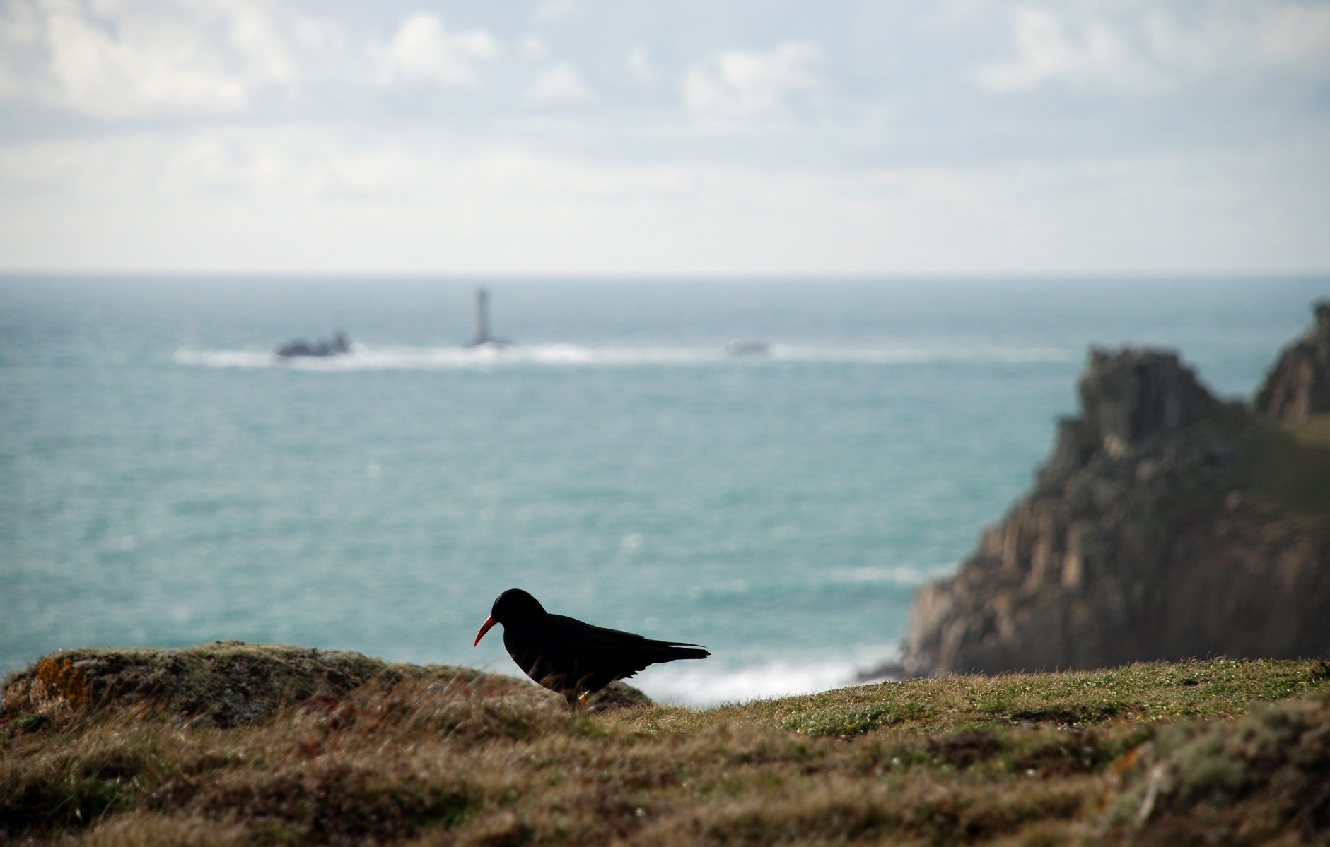 Many local species will go extinct warns Cornwall Wildlife Trust report