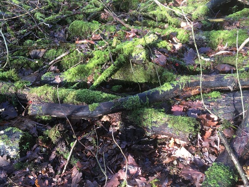 Tameside Greenspace: Dead wood a valuable part of woodland habitat