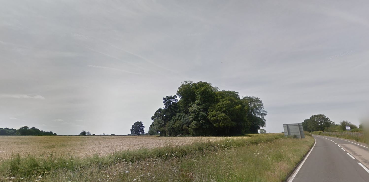 Copse of trees near site of new roundabout will be replaced tenfold, says owner