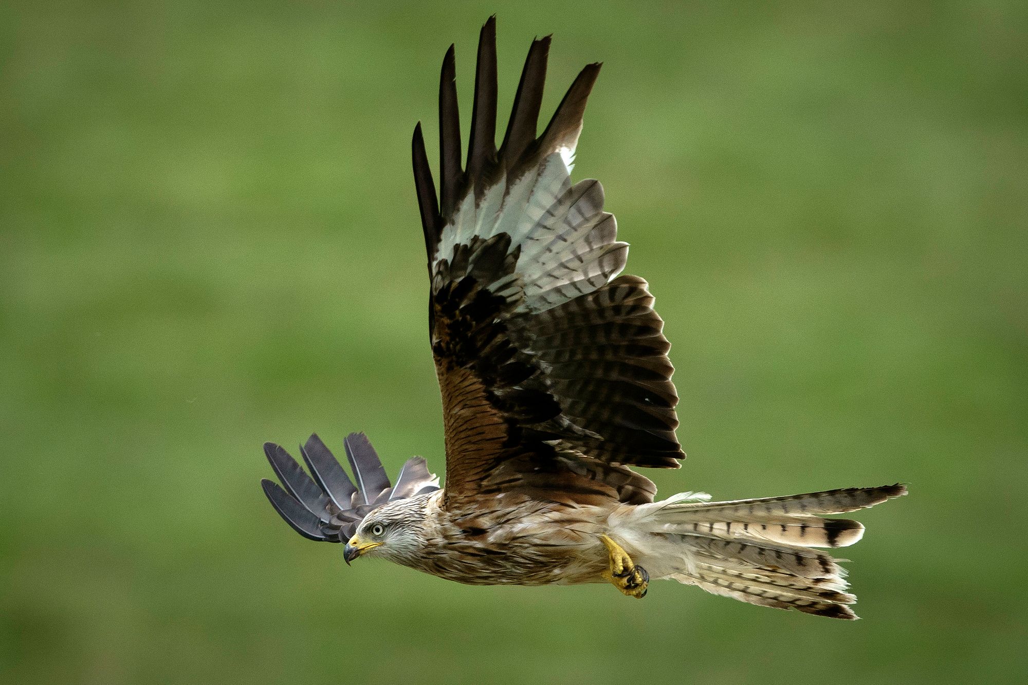 NFU Cymru welcomes general license ruling by High Court