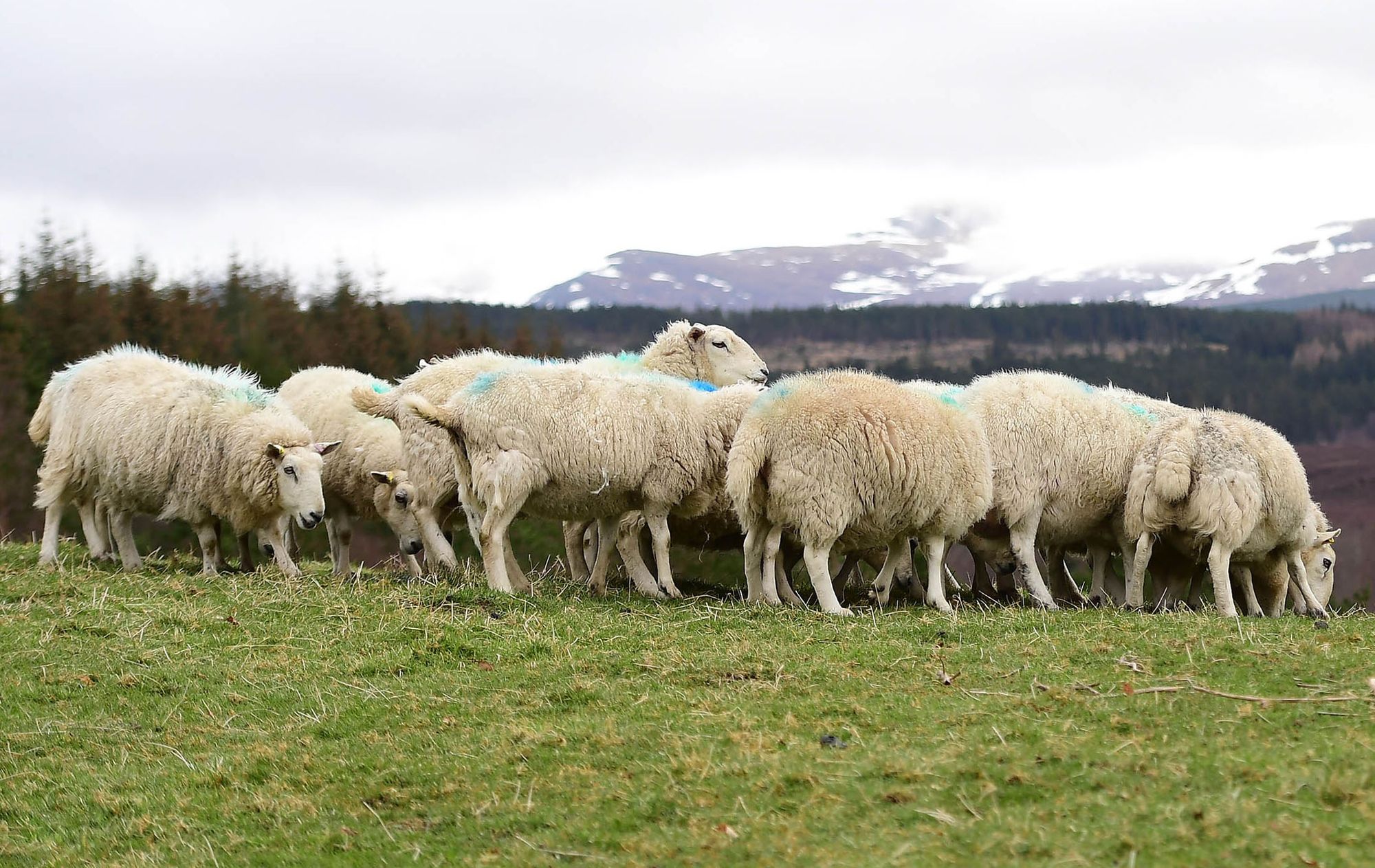 British Wool depot set to close for good in Liskeard