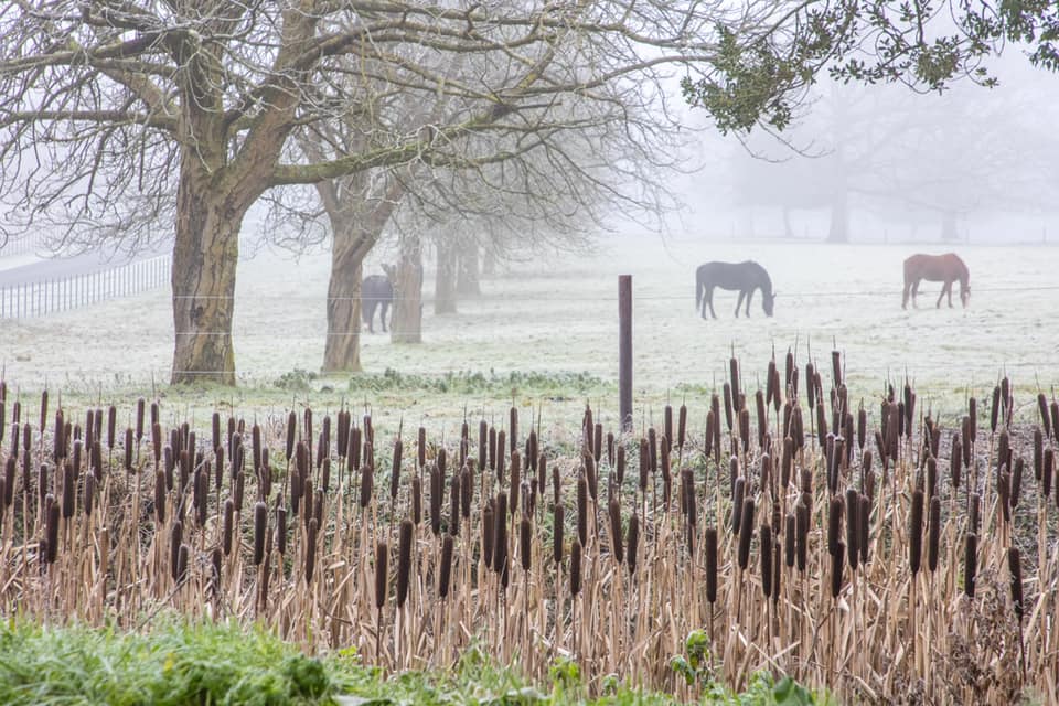 Barkway's four-legged photography walk with Jan Brown