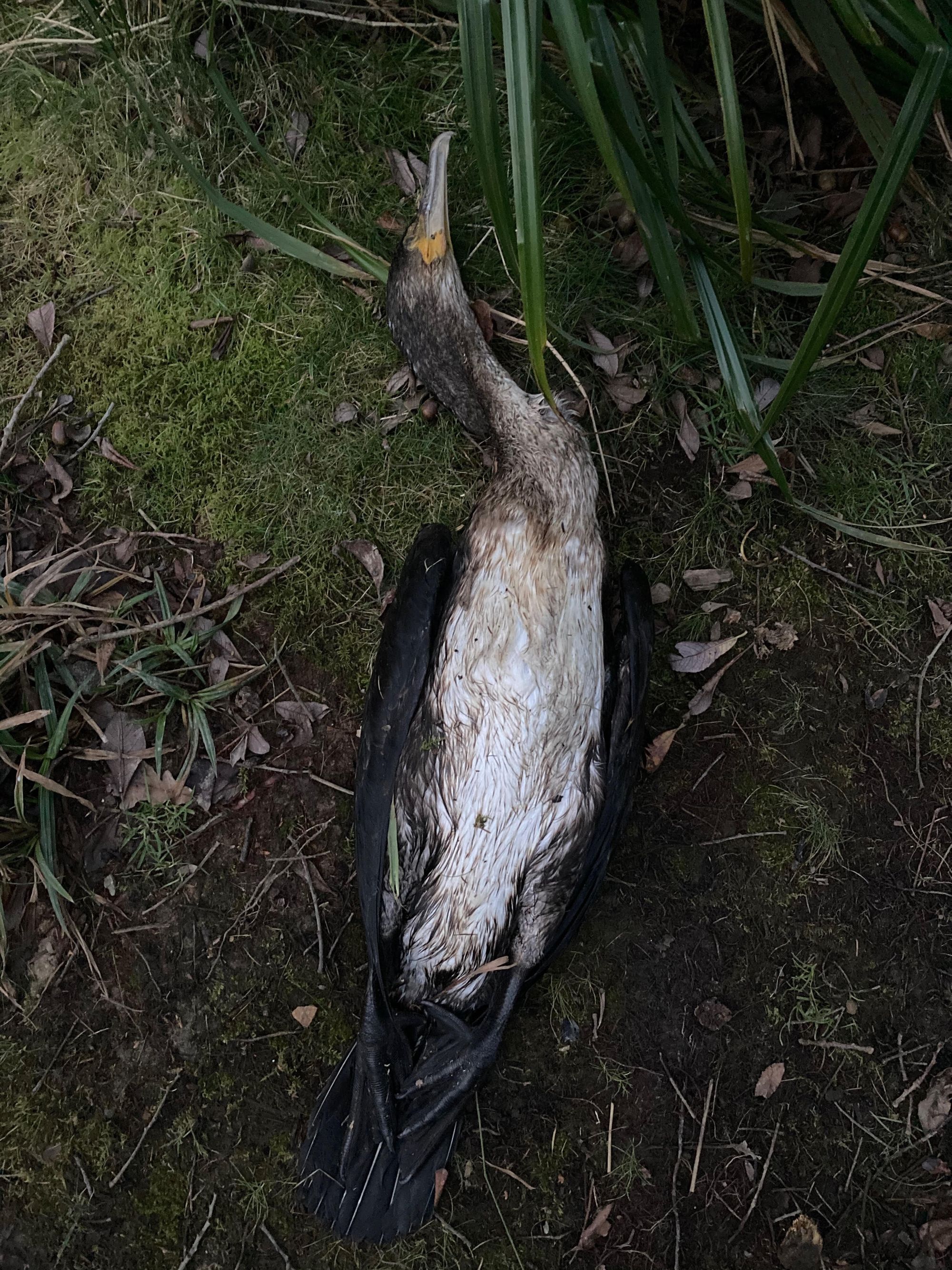 Warning sensitive content: Cormorant attacked by teenagers in Sherwood is found dead