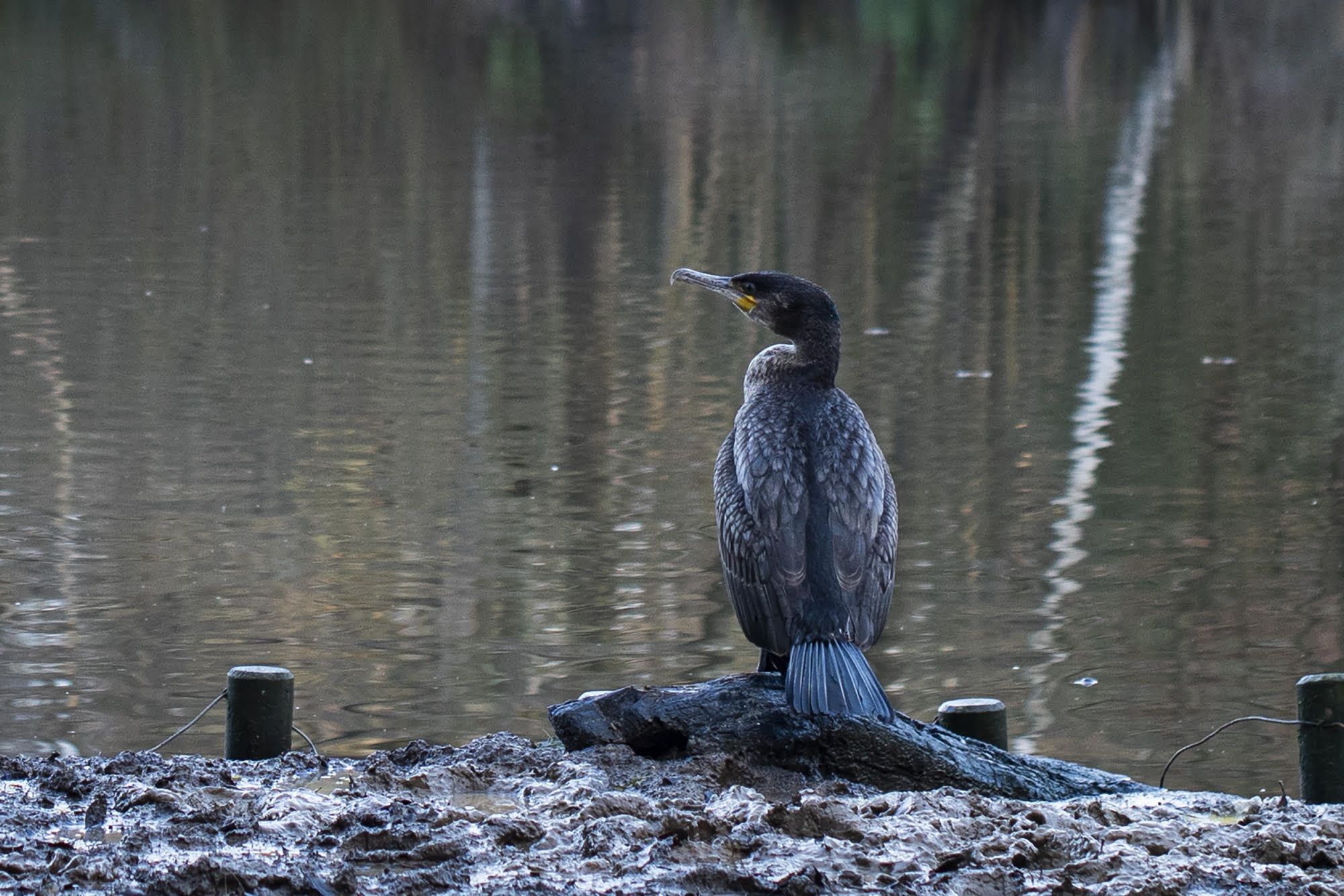 Death of 'Colin the cormorant' sparks petition to stop wildlife abuse at Sherwood Lake