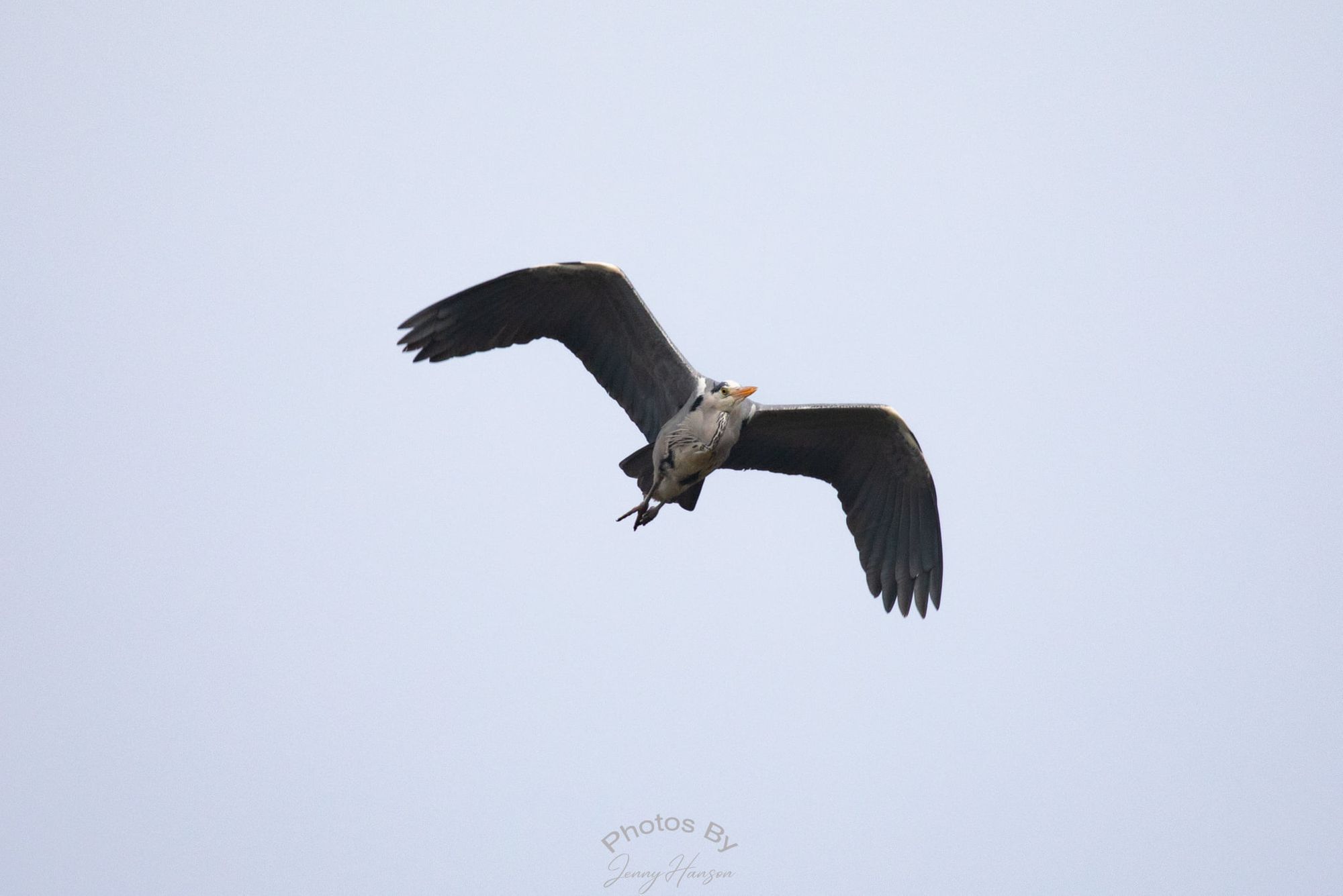 Tog squad member Jenny Hanson snaps birds in Ware, can you identify them?