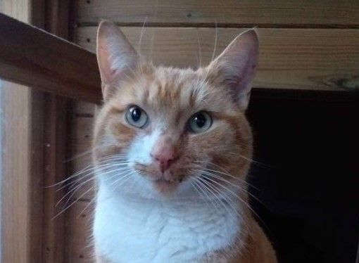 Cat show fundraiser seeks East Lancashire's glamourpusses