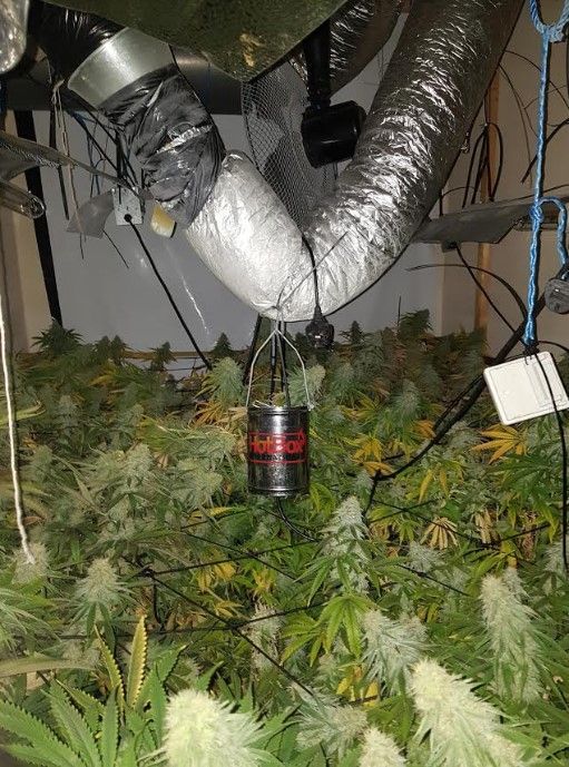 Police fear 'massive' threat to life from fires - as two more cannabis setups busted