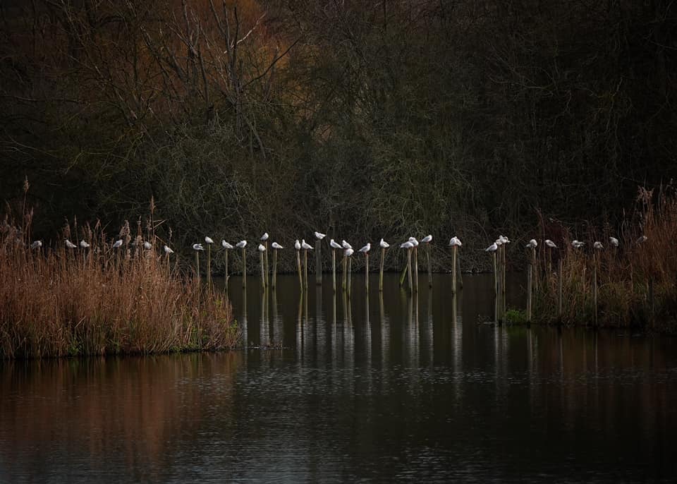 Photographic views of Fishers Green