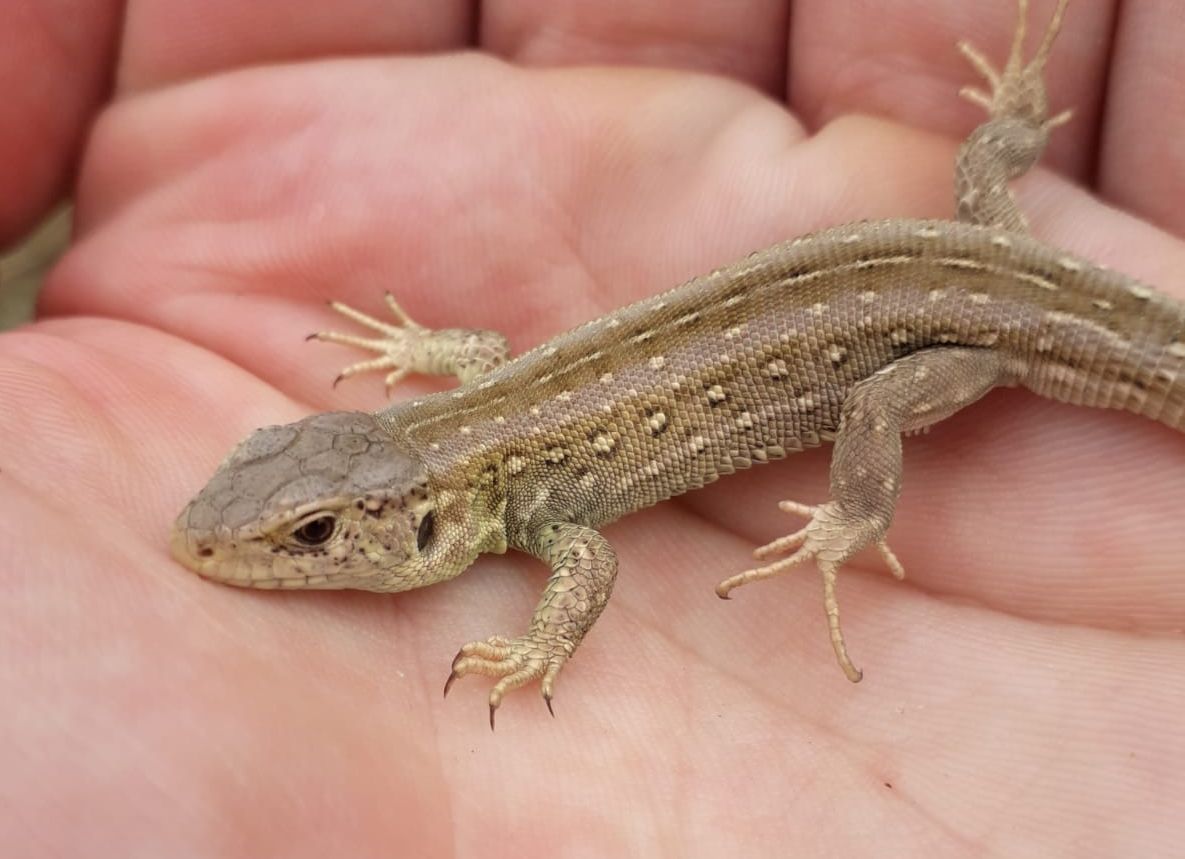 Reintroduction of Sand Lizards at Fylde coast hailed as a success