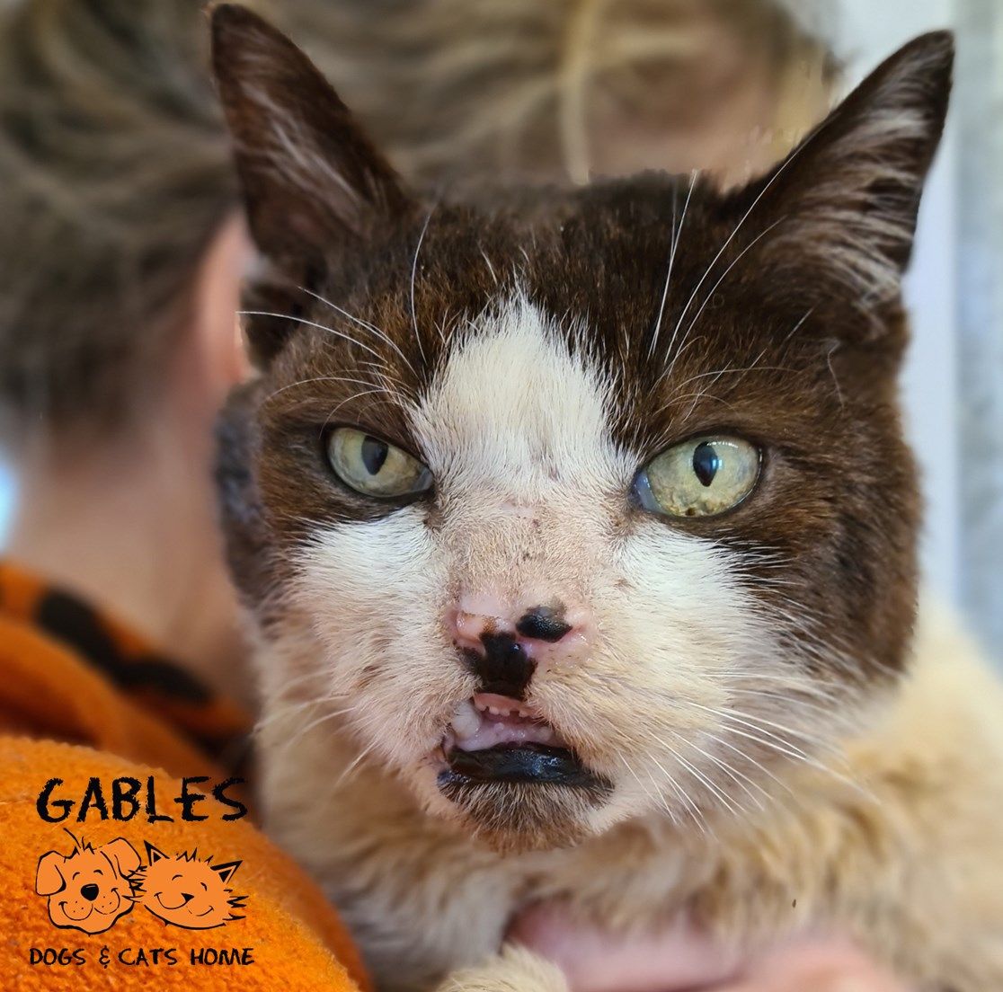 Plymouth animal rescue appealing for help to look after this poorly old boy given up by his family